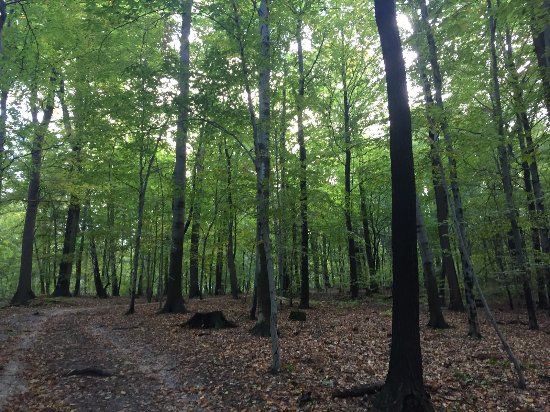 Foresta Wolski
