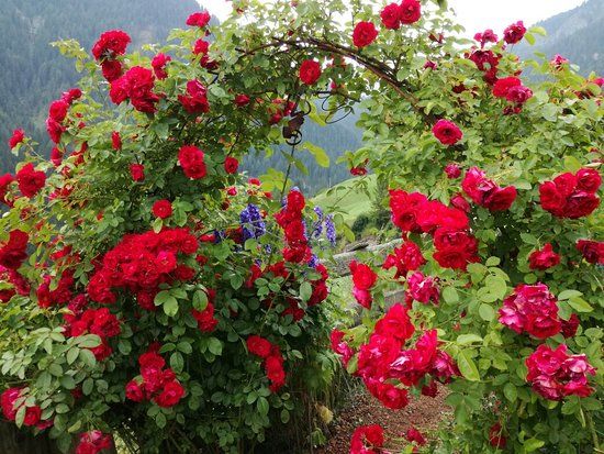 Rosarium Uhrerhof