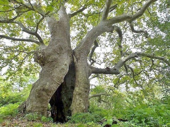 Albero del Piccioni