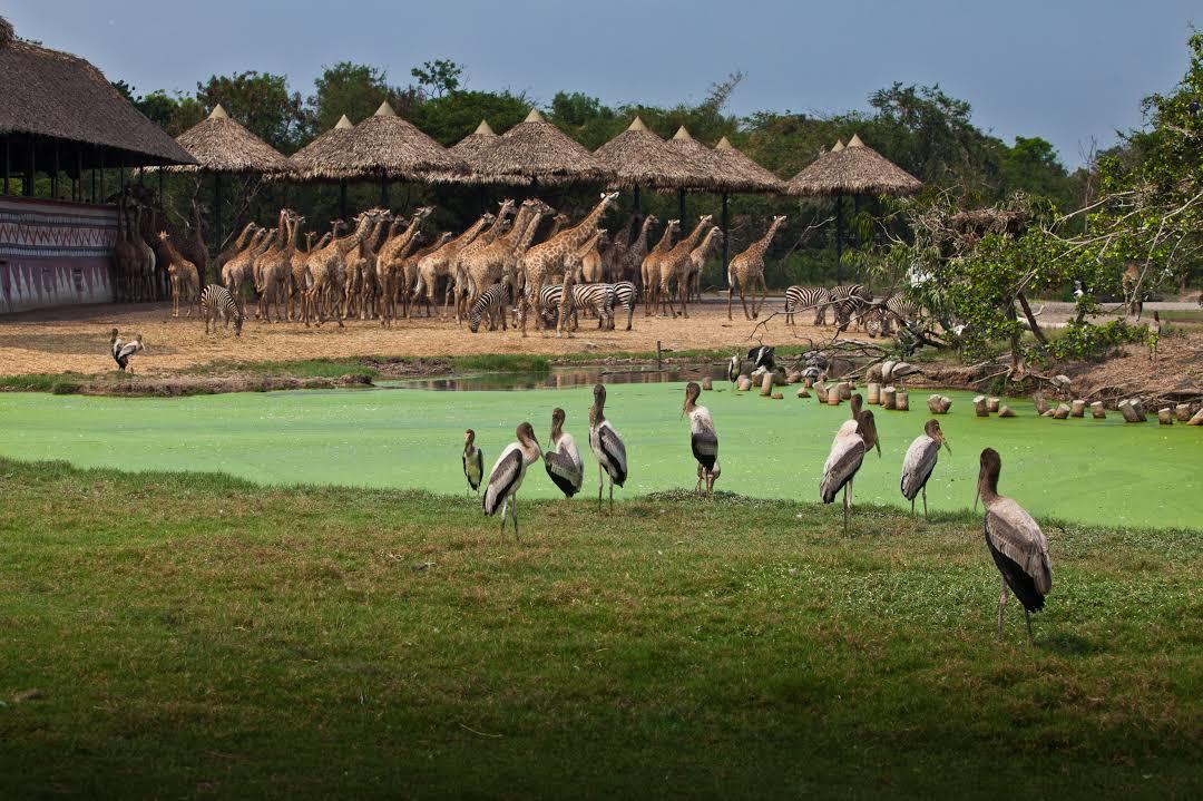 Zoo Safari World