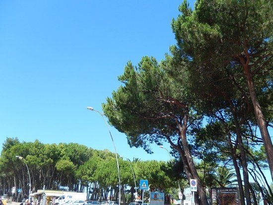 La Pineta