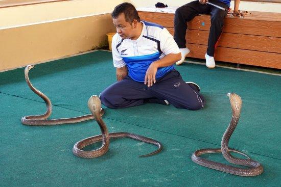 Phuket Snake Show