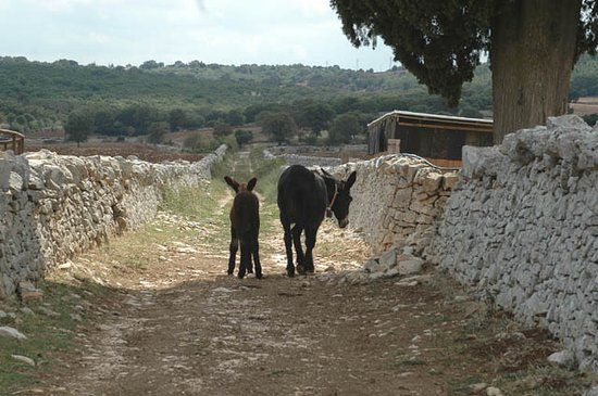 Masseria "La Badessa" di Masi Giuseppe