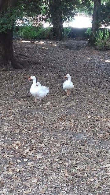 Rabbits Park