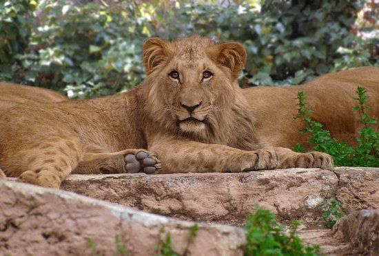 Zoo di Barcellona