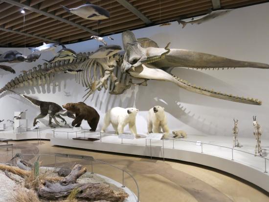Museo di Storia Naturale della Danimarca
