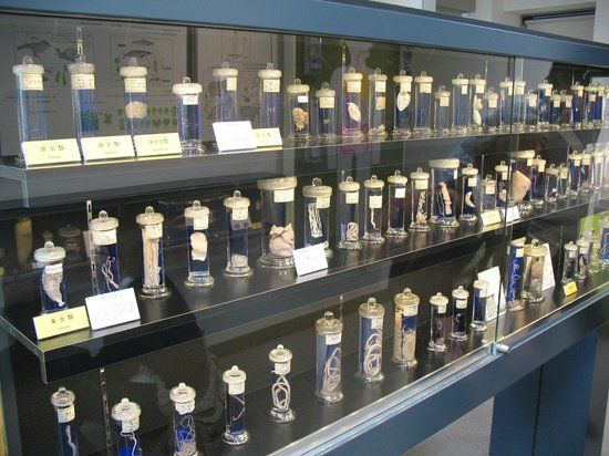 Museo Parassitologico di Meguro
