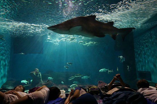 Acquario di Siviglia
