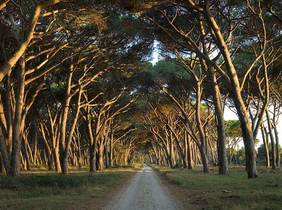 Parco Naturale di Migliarino, San Rossore e Massaciuccoli