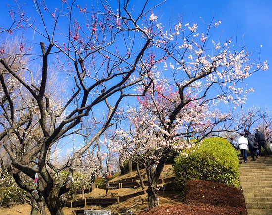 Hanegi Park